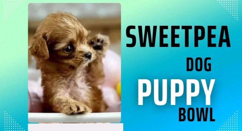 SweetPea Dog Puppy Bowl